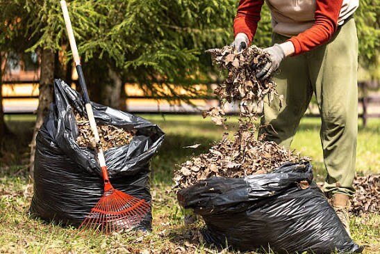 A gloved worker tipping a handful of dry autumn leaves into a black lawn bag on a mown lawn, with a filled bag and a fan rake beside it